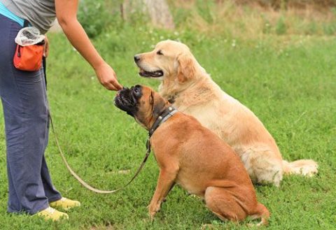 2 dogs being trained image